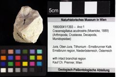 Foto (Objket + Etiketten) von Cracensigillatus acutirostris (Moericke, 1889) 